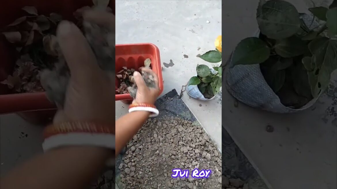 How to implanted a flower plant on a pot 🌿  #gardeningtips #gardening #flowerphotography