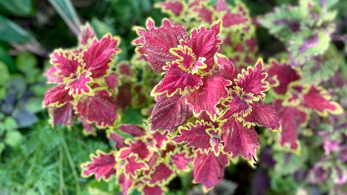 Mojo’s Hidden Garden - Front yard tour December 2023