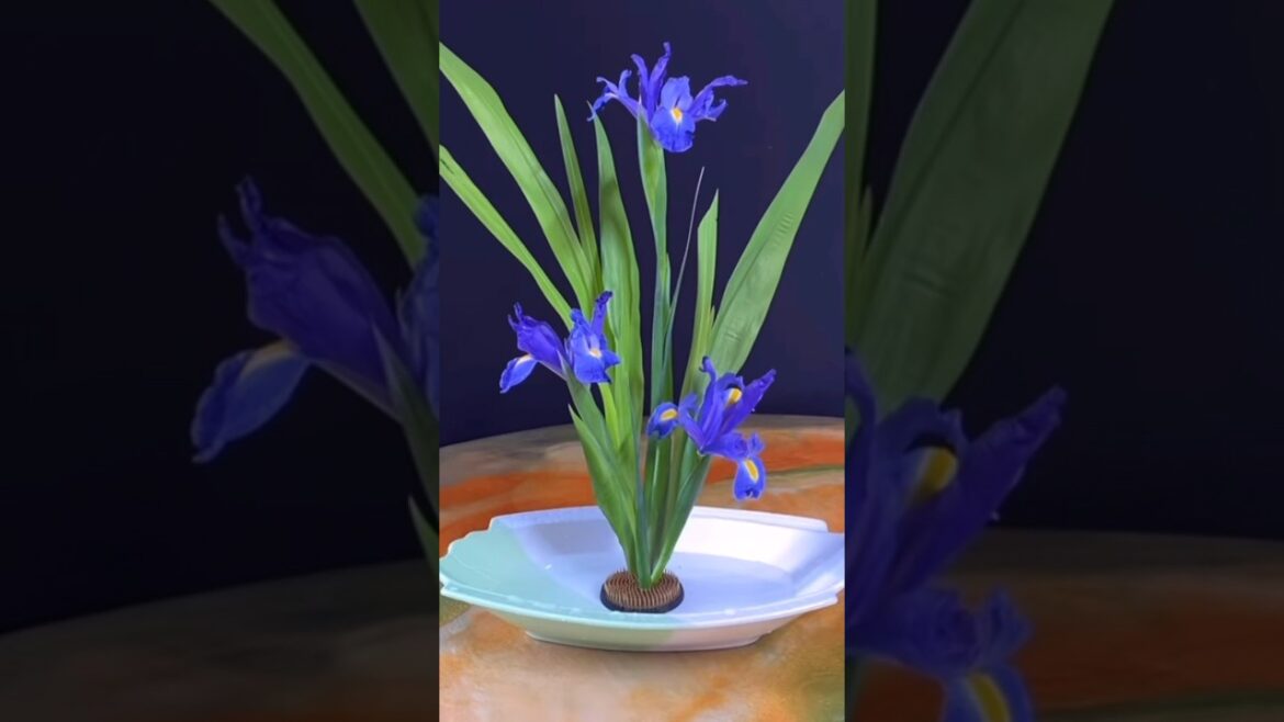 Blue Dutch Iris P1 of 2 #flowerarrangementideas #flowers #ikebana Blue Dutch Iris P1 of 2 #flowerarrangementideas #flowers #ikebana