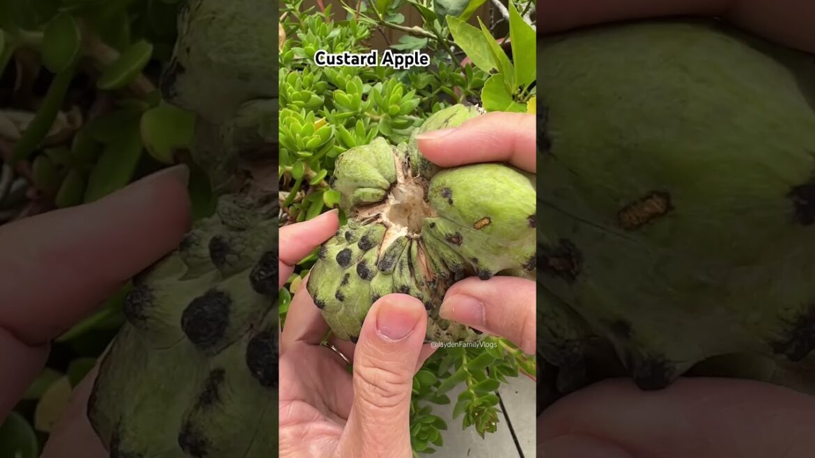 Let’s try Custard APPLE 🍏😱 #shorts #satisfying #fruit #enjoy #garden
