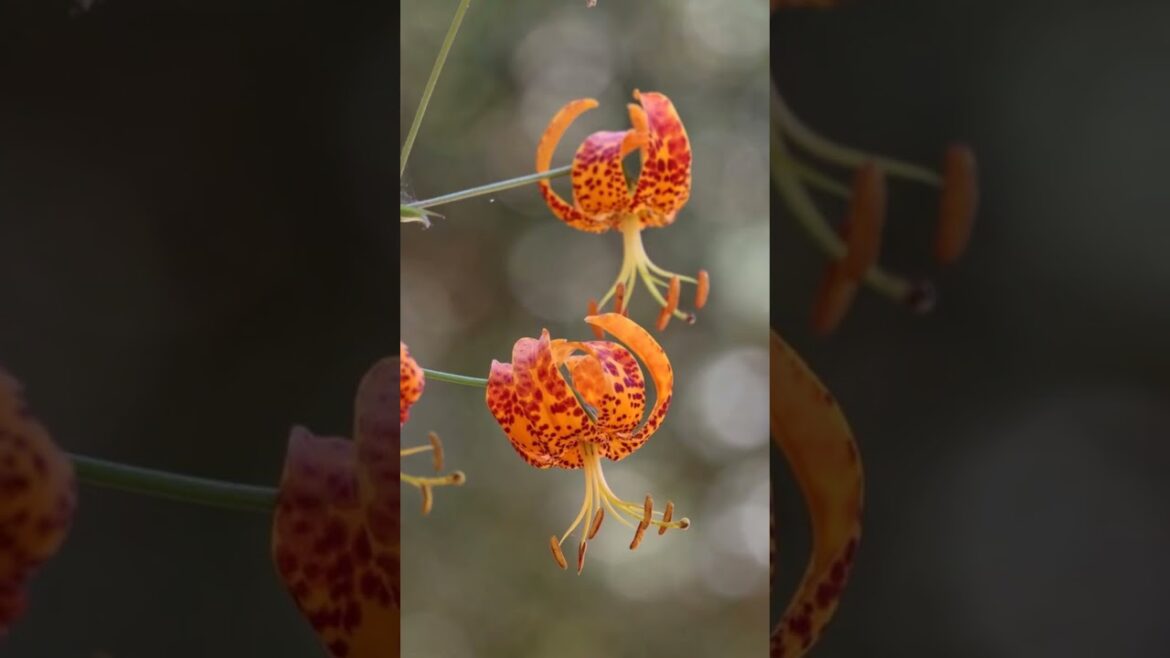 Year of the Lily #gardening #gardengurus #containergardening #plants #garden Year of the Lily #gardening #gardengurus #containergardening #plants #garden