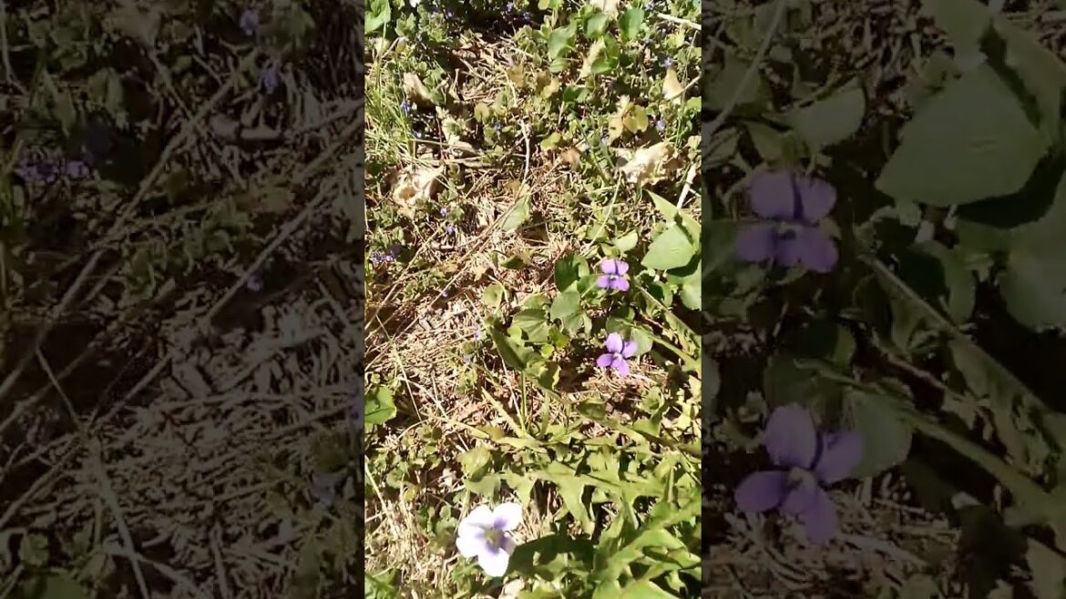 Edible Wildflowers in my Yard #nature #food #flowers