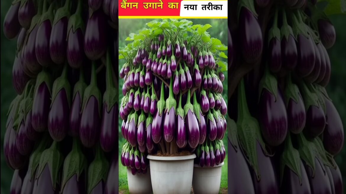 घर पर बैंगन कैसे उगाए||#shorts #gardening @Saifkfacts-mx6kk @h-nature3579@argarden घर पर बैंगन कैसे उगाए||#shorts #gardening @Saifkfacts-mx6kk @h-nature3579@argarden