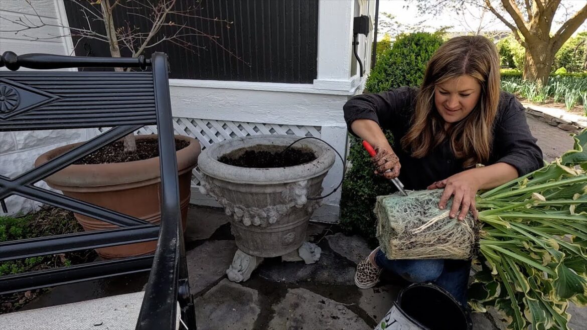 Garden Answer: Container Refresh for Our Kitchen Patio Pots! 🌿🥰 // Garden Answer Container Refresh for Our Kitchen Patio Pots! 🌿🥰 // Garden Answer