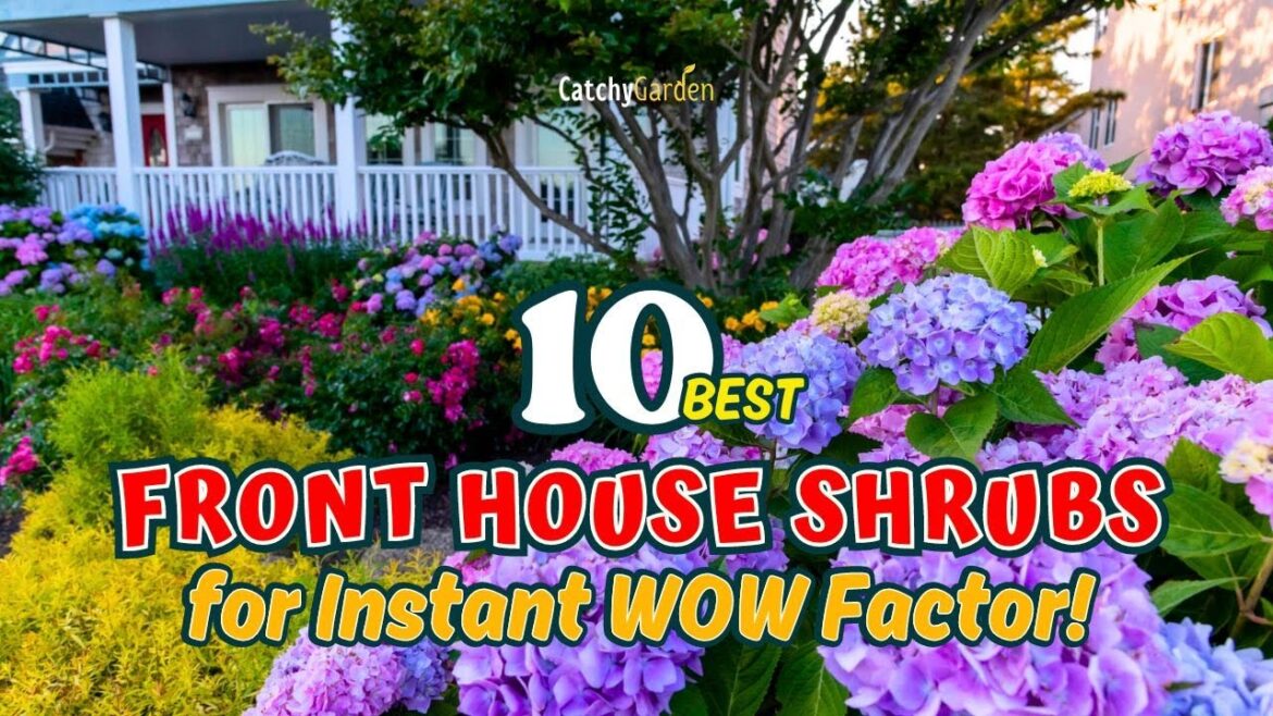 10 BEST FRONT HOUSE SHRUBS for Instant WOW Factor! πΏπ‘πΊ // Gardening Ideas 10 BEST FRONT HOUSE SHRUBS for Instant WOW Factor! πΏπ‘πΊ // Gardening Ideas