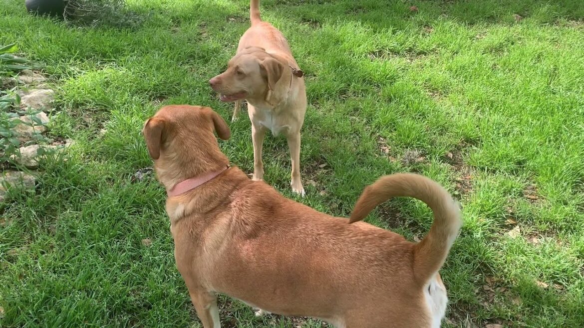 Backyard garden 1st week of official Spring 2024