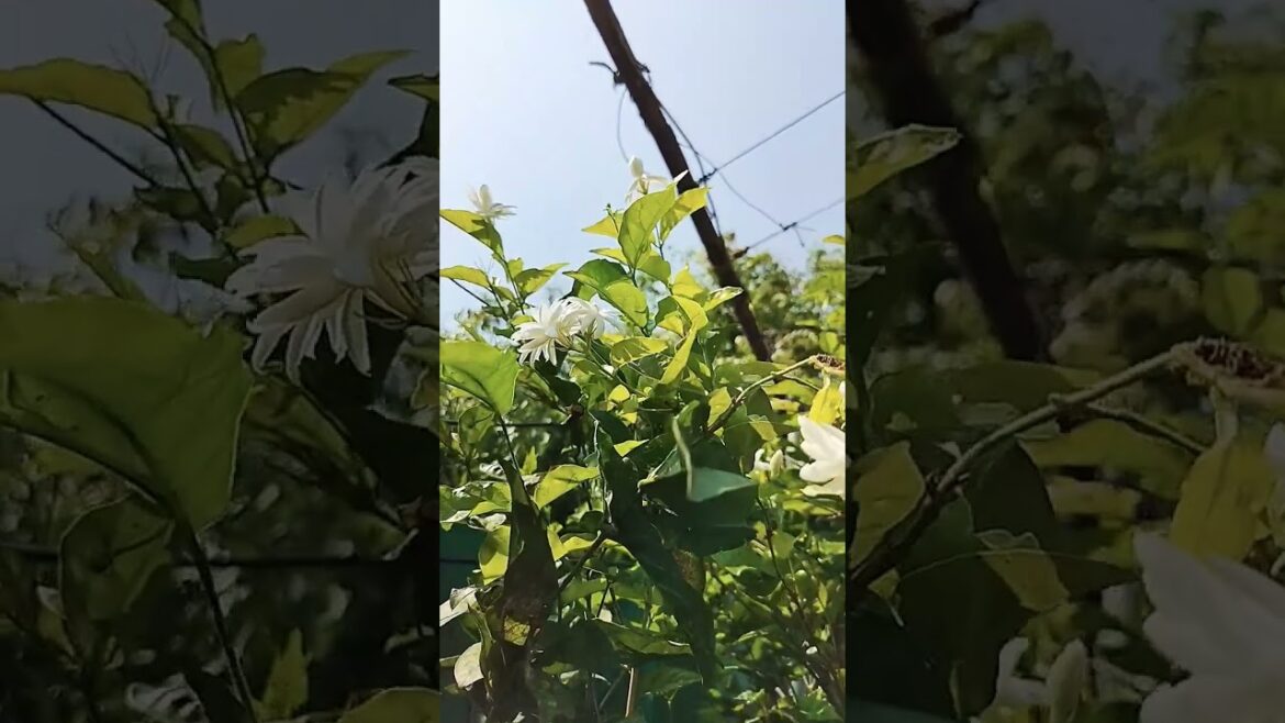 #flowers #love #gardening #gardeningtips#family #relaxing #happy #postivevibes @sangeethasharings