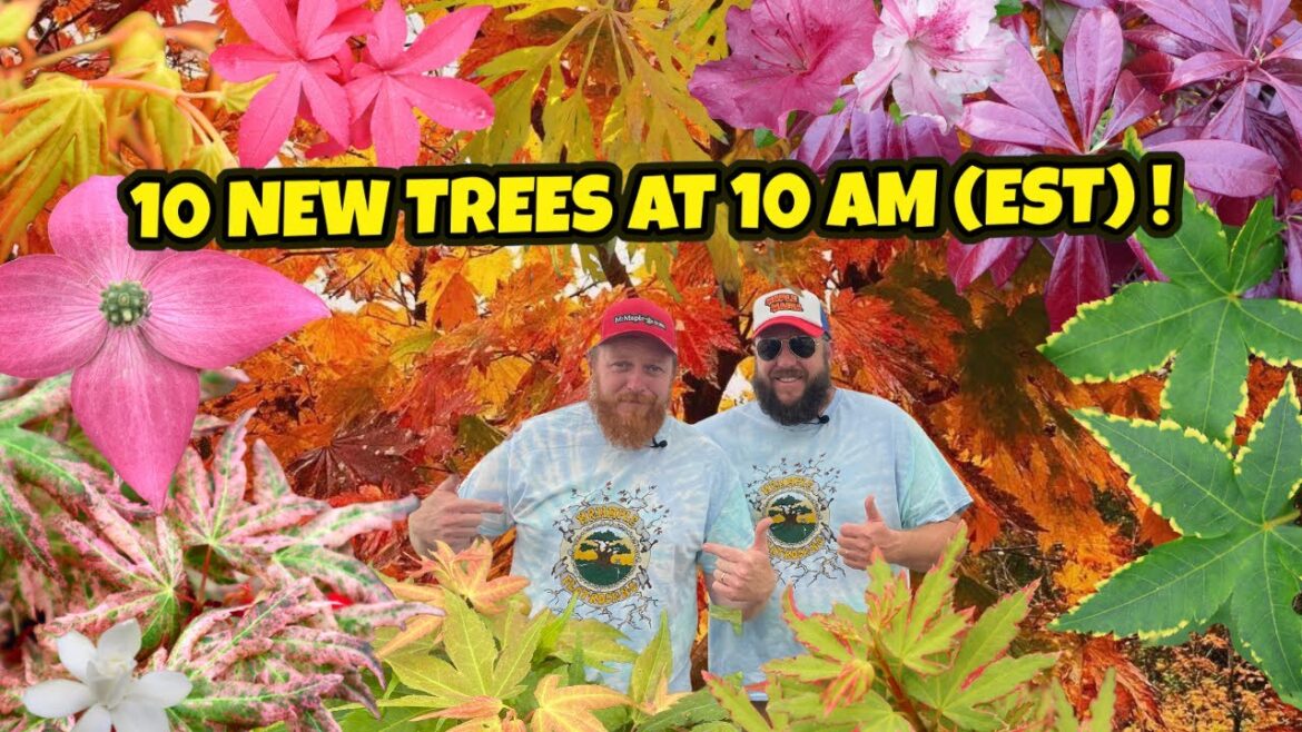 10 New Trees at 10AM (EST) | Japanese Maples For The Home Garden Decor From MrMaple 10 New Trees at 10AM (EST) | Japanese Maples For The Home Garden Decor From MrMaple