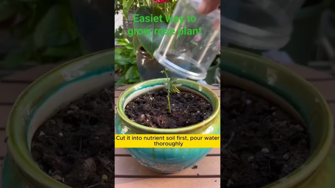 Step by step grow Rose plant through Rose stem cutting