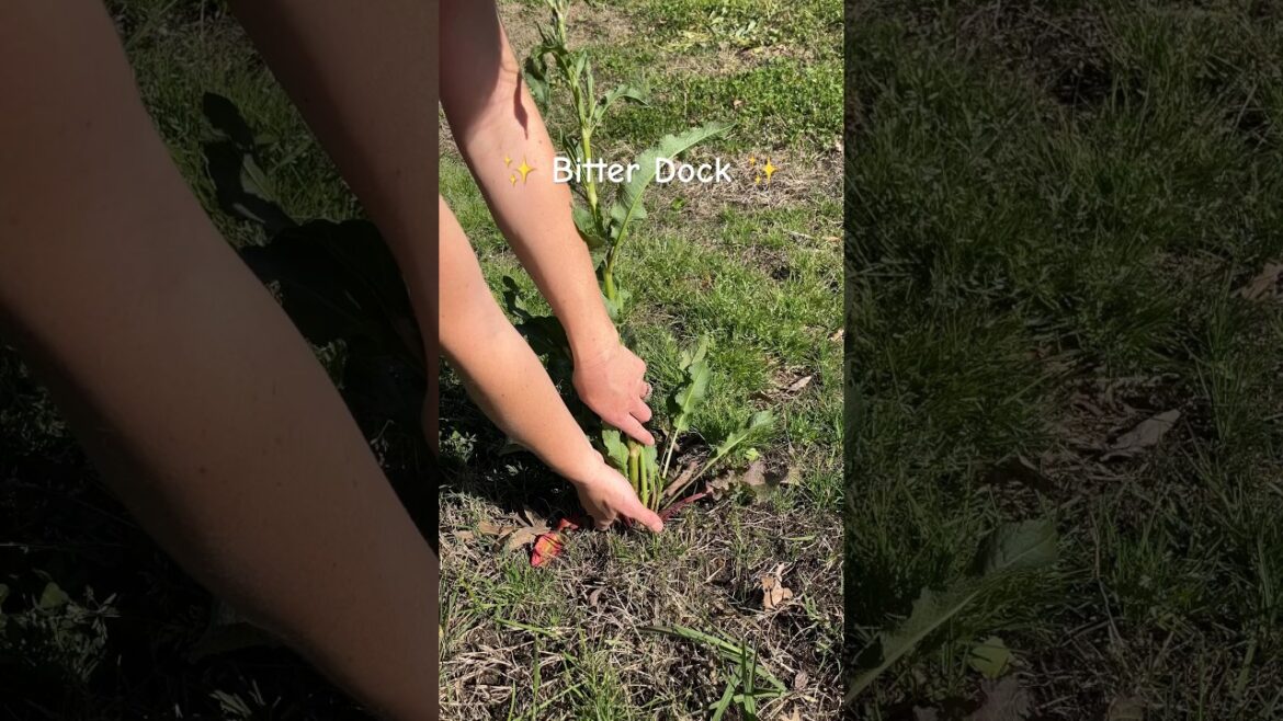 Harvesting Bitter Dock, Rumex obtusifolius, // gardening //#herbs #harvesting #wildplant #foraging Harvesting Bitter Dock, Rumex obtusifolius, // gardening //#herbs #harvesting #wildplant #foraging
