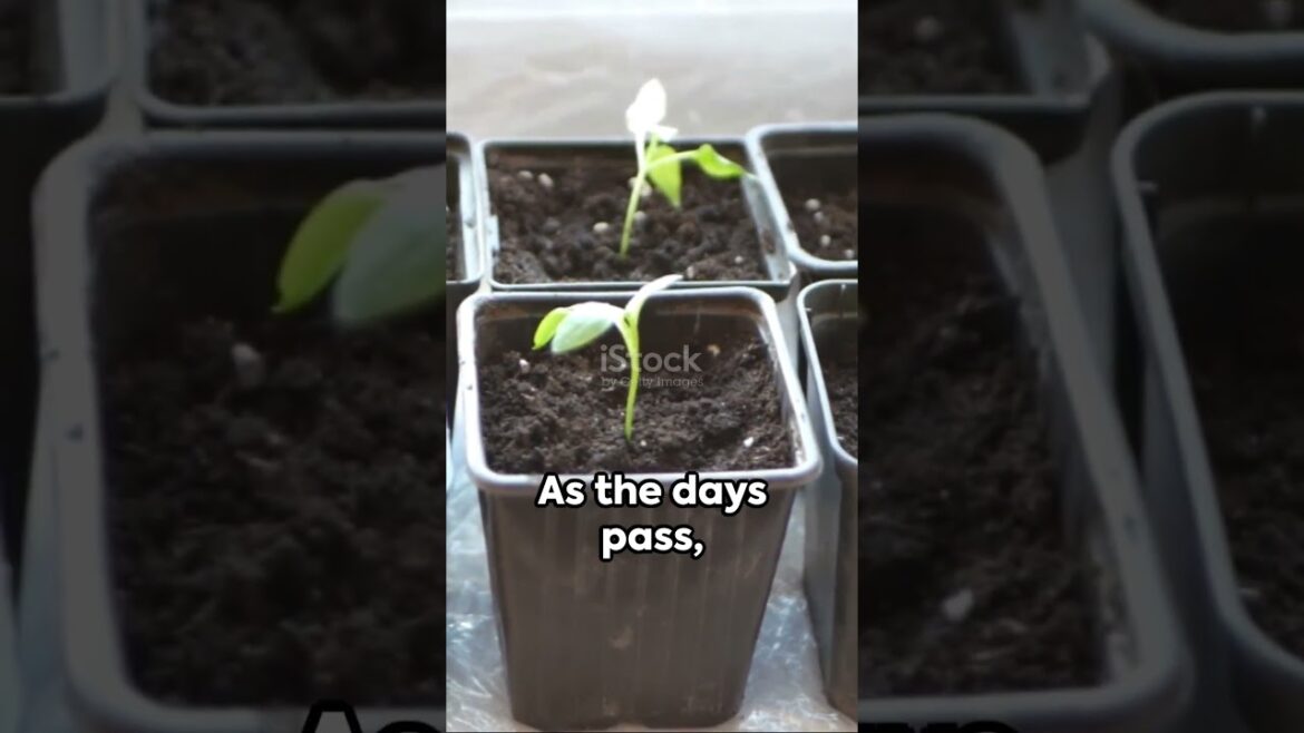 Tips For Growing Potatoes With kitchen waste, Abundant Tubers  #youtubeshorts #gardeningtips #garden