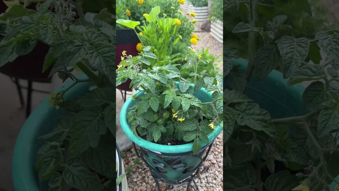 Container Gardening - Dwarf Tomatoes Update 1