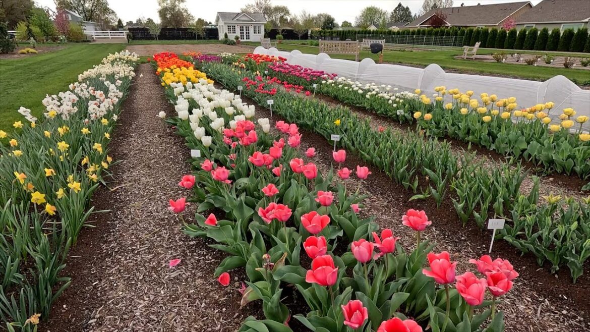 Garden Answer: Tulip Update + Planting a Japanese Maple & Clematis! ๐ท๐๐ // Garden Answer Tulip Update + Planting a Japanese Maple & Clematis! ๐ท๐๐ // Garden Answer