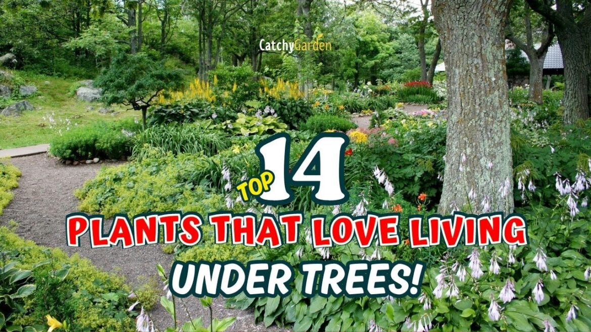 Top 14 Plants that LOVE Living Under Trees! πΏππ³ // Gardening Ideas Top 14 Plants that LOVE Living Under Trees! πΏππ³ // Gardening Ideas