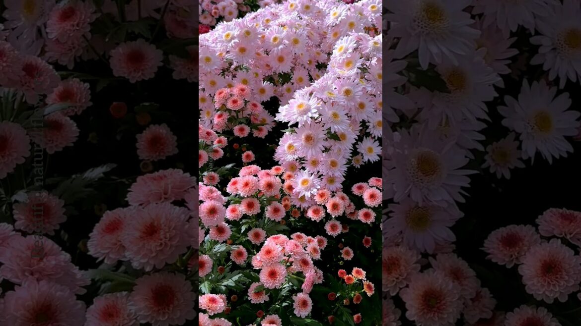 Beautiful pink chrysanthemum flower! #shorts