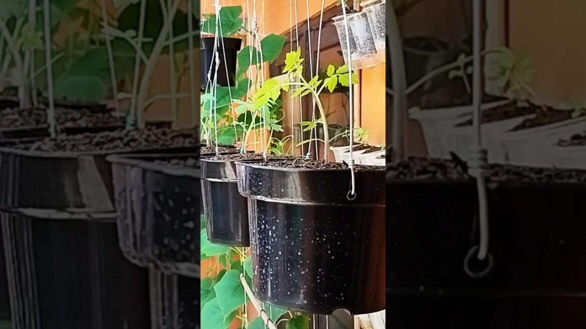 Vertical Gardening Hacks: Growing the Best Tomatoes on Your Patio! #garden #growgreen #gardening
