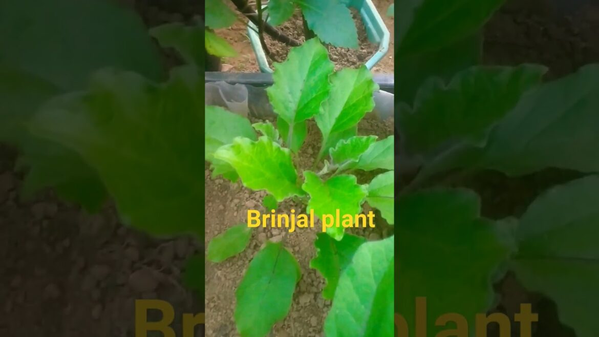 Plant #gardenflowerplants #garden #gardening #shorts #trending