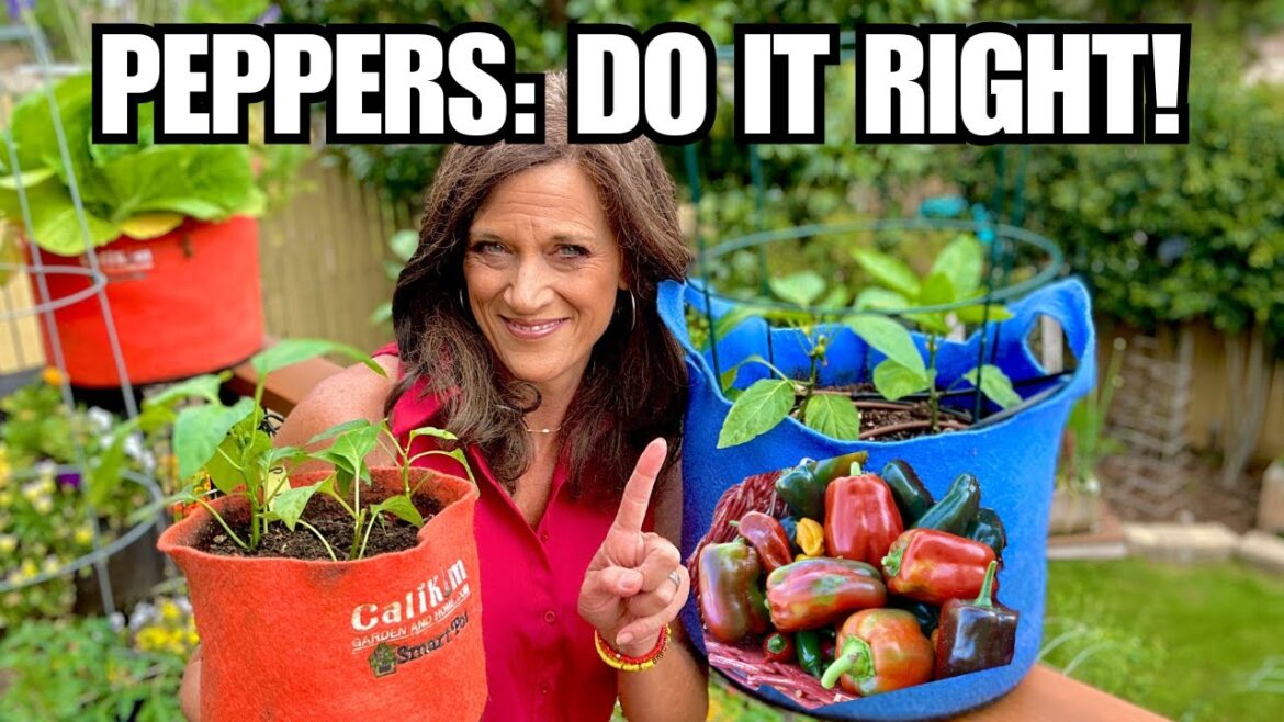 🌶️ LIVE: Peppers: Do it RIGHT! (REPLAY)