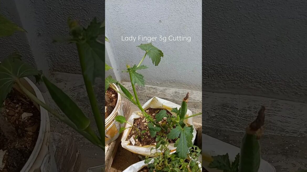 Ladyfinger #organic #garden #terracegarden #short#yt shorts @anusha bellam#container #farming #plant
