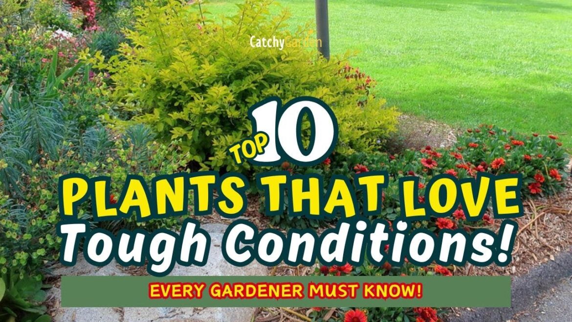 TOP 10 Plants that LOVE Tough Conditions! πΏπ±π» // Gardening Ideas TOP 10 Plants that LOVE Tough Conditions! πΏπ±π» // Gardening Ideas