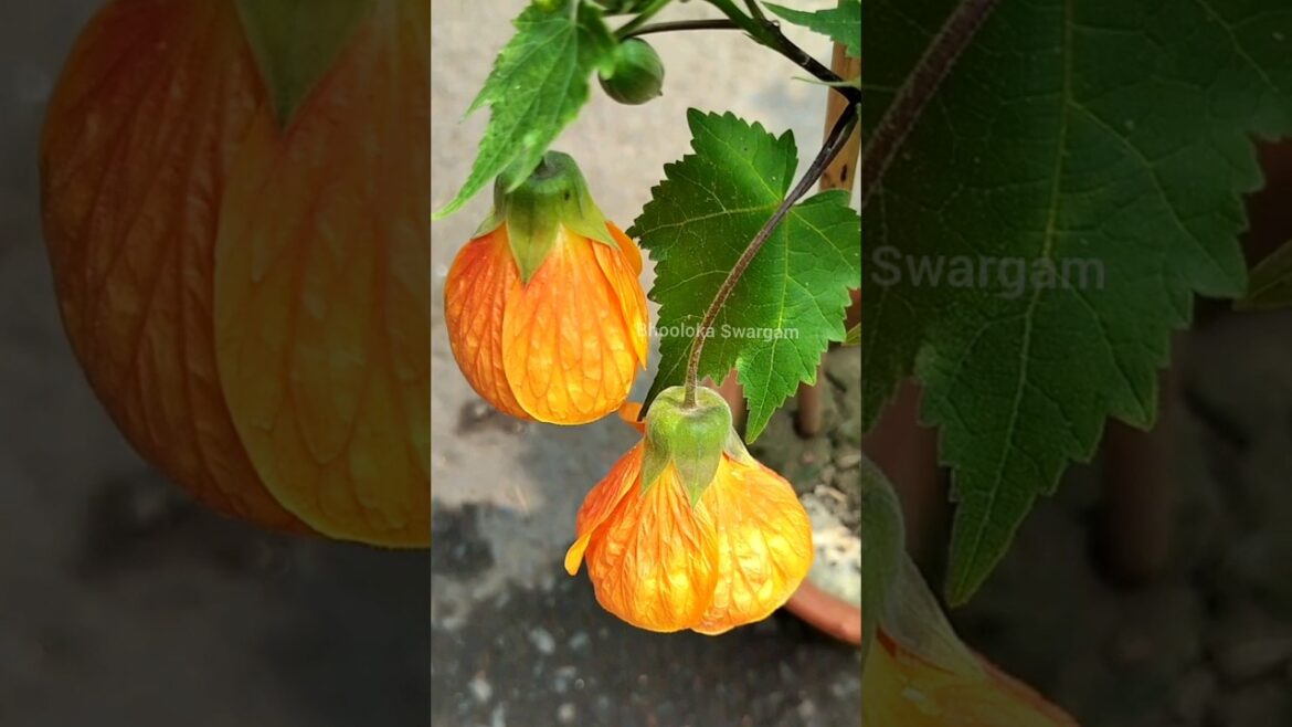Lanther hibiscus flower- Beautiful hibiscus – mandara puvvulu baga puyalante fertilizer #hibiscus Lanther hibiscus flower- Beautiful hibiscus - mandara puvvulu baga puyalante fertilizer #hibiscus