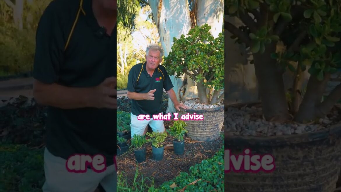 I Forgot to Water my Jade Plant for 3 Months - It's Still Alive!