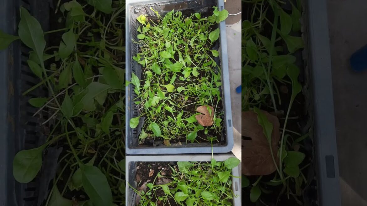 Kitchen Garden  #gardenfresh #balconygardening #kitchengarden #containergardening  #gardening #fresh