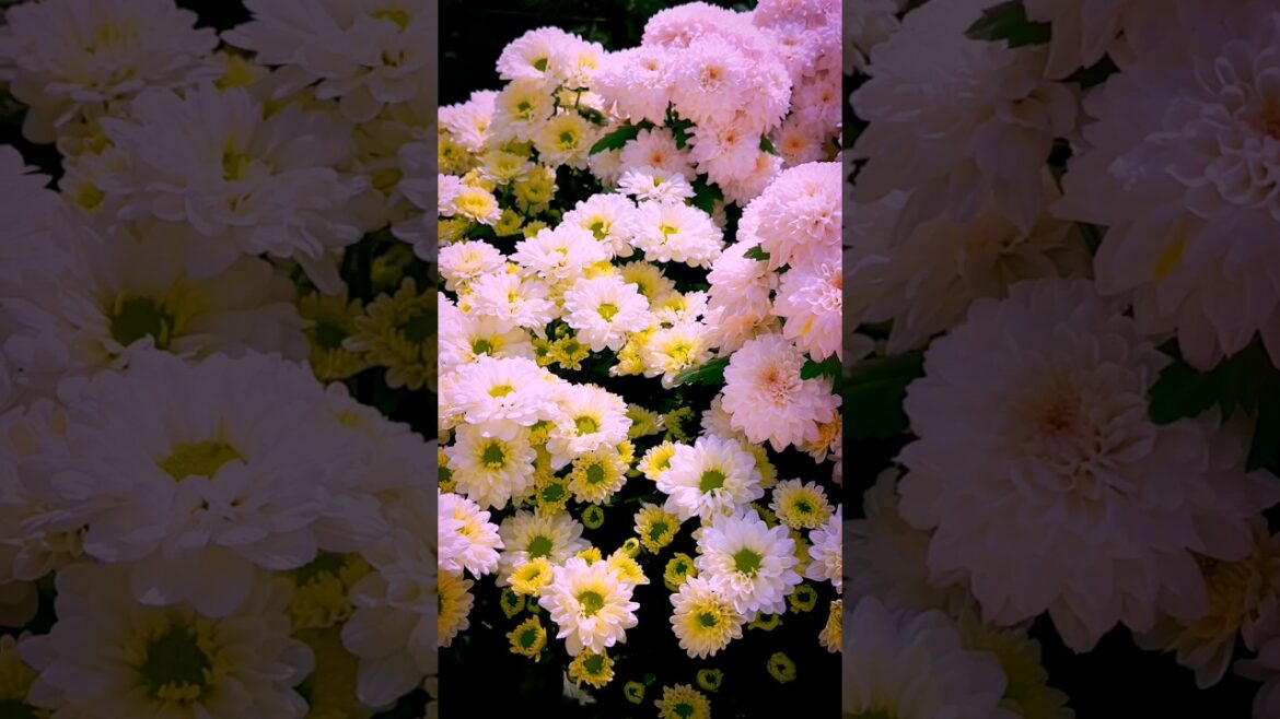 Pink colour chrysanthemum flower! #shorts