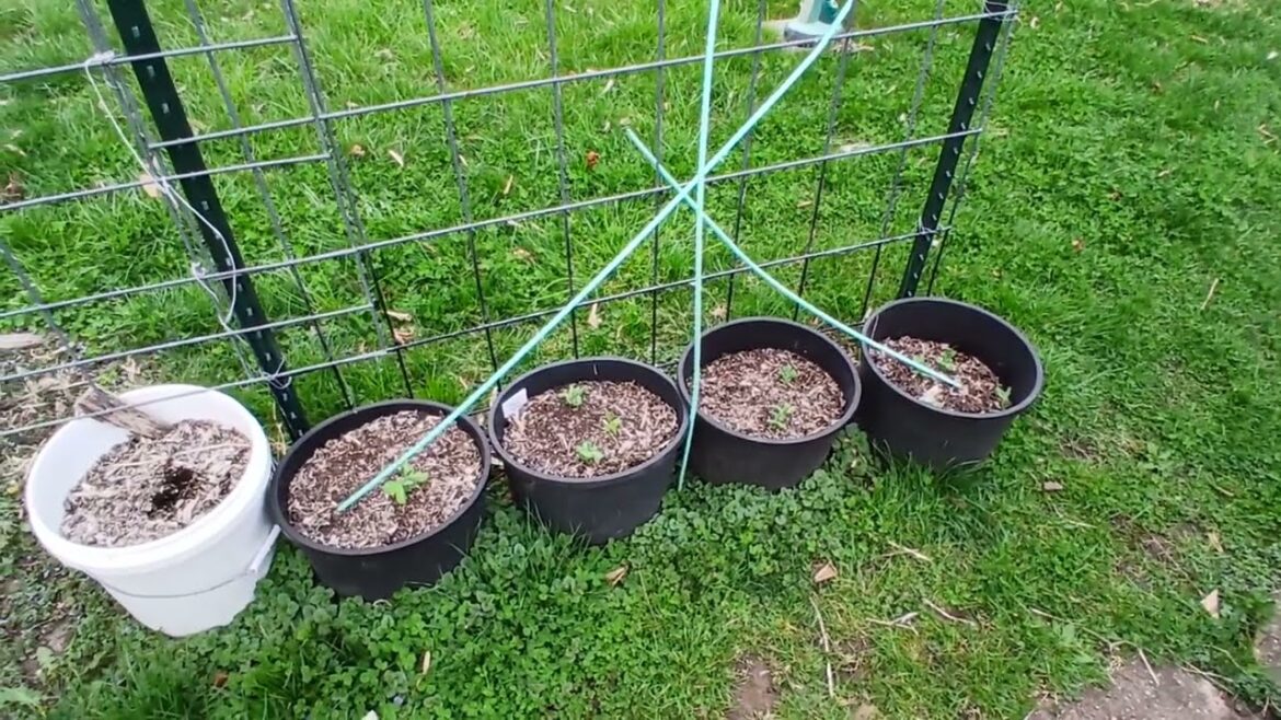 Snow Peas 3 weeks update Edible Gardening