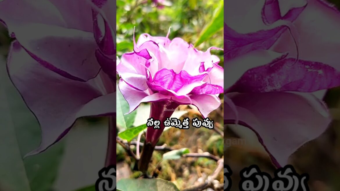 నల్ల ఉమ్మెత్త పువ్వు datura flower Beautiful Flowers in terrace gardening 😍🌺☘️ #shortvideo #flower నల్ల ఉమ్మెత్త పువ్వు datura flower Beautiful Flowers in terrace gardening 😍🌺☘️ #shortvideo #flower