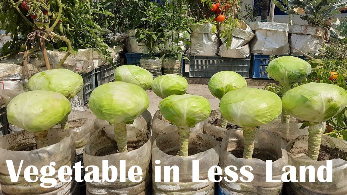 Moving Cabbage - Harvest & Cooking | Organic Vegetable Gardening