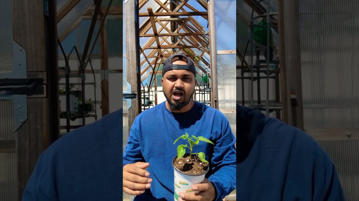 Best time for growing tomato plants 🍅| Tips for Beginners | #tomato #gardening #newyork