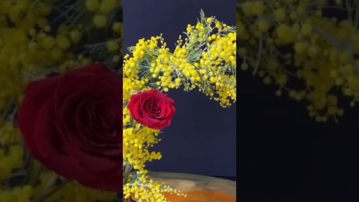 Contrast in Bloom: Stunning Red Roses and Vibrant Yellow Acacia Mimosa #flowers