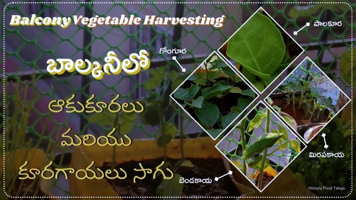 Organic Vegetable Farming at Home In Telugu | Vegetable Gardening