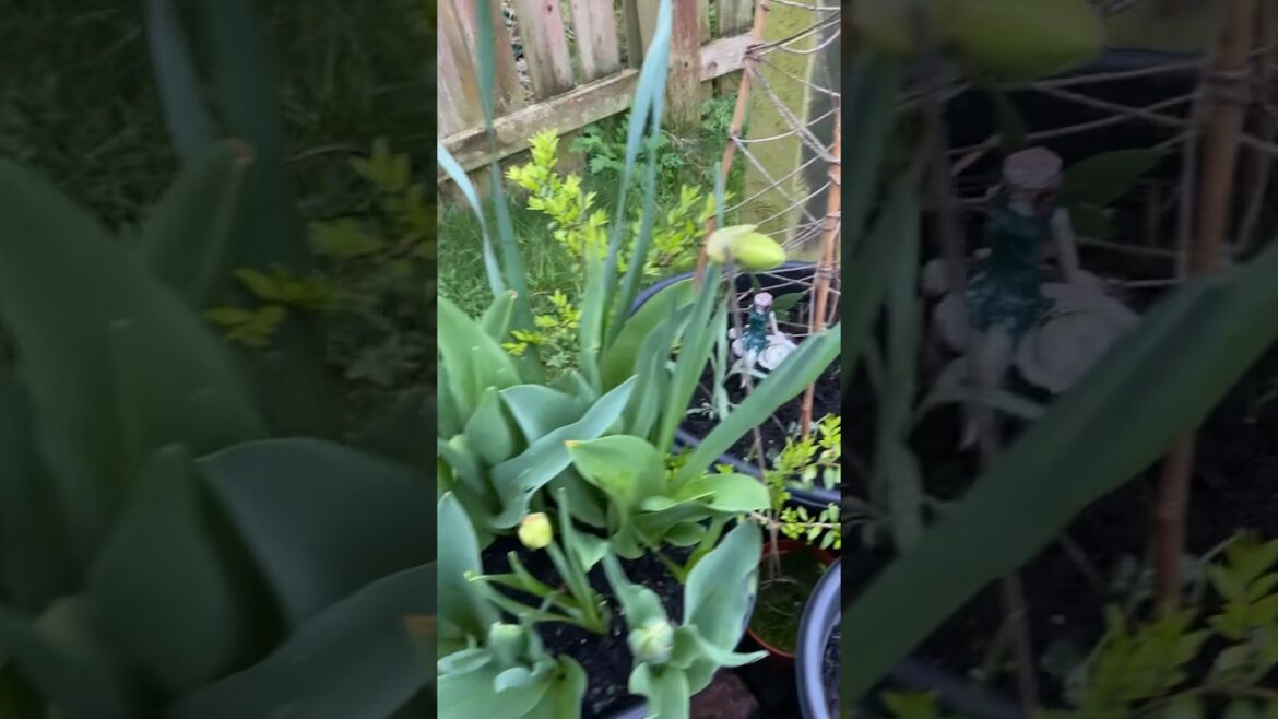 April Update on My Container Plants / Patio Garden #springgarden #containergardening #patiogarden April Update on My Container Plants / Patio Garden #springgarden #containergardening #patiogarden