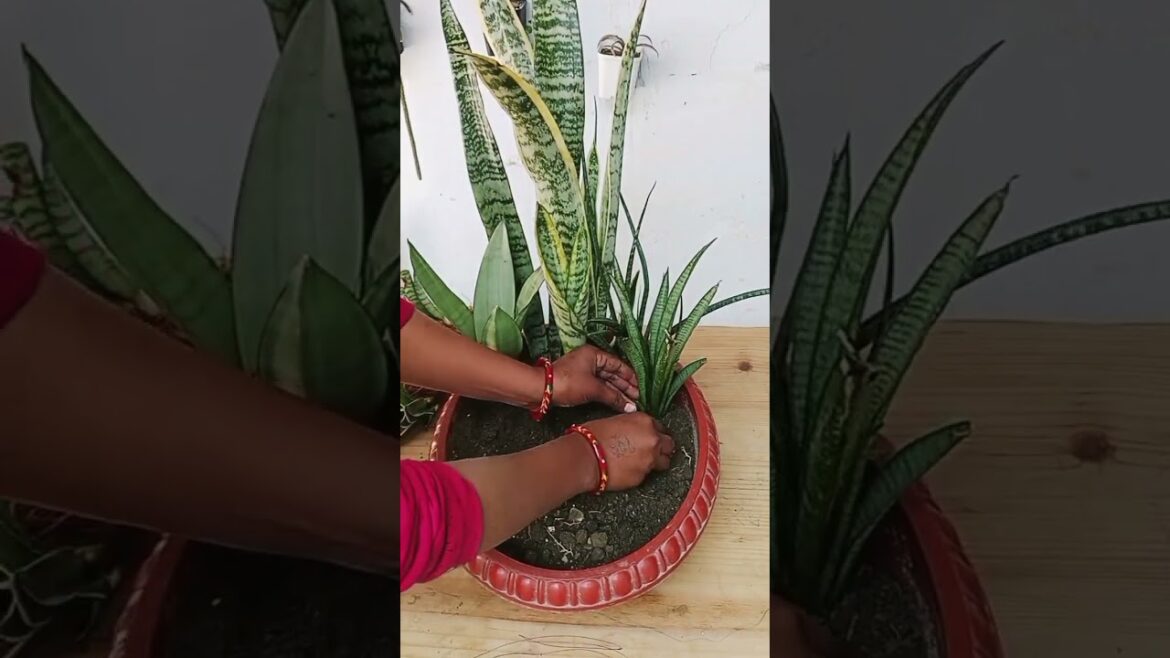 Stylish Home Decor Trend: Embracing the Snake Plant • Indoor Gardening • Tips #Shorts Stylish Home Decor Trend: Embracing the Snake Plant • Indoor Gardening • Tips #Shorts