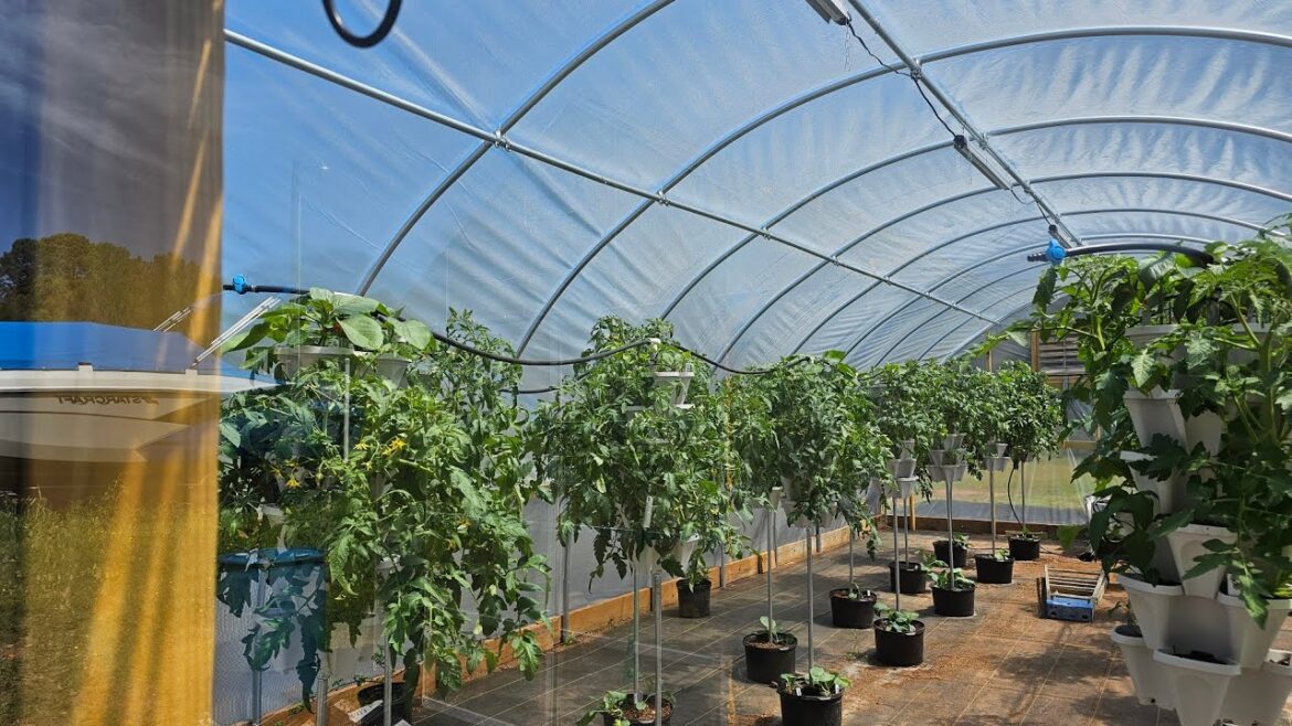 Watering  Mr Stacky Vertical garden on Hot days #containergardening  #gardening #verticalfarming