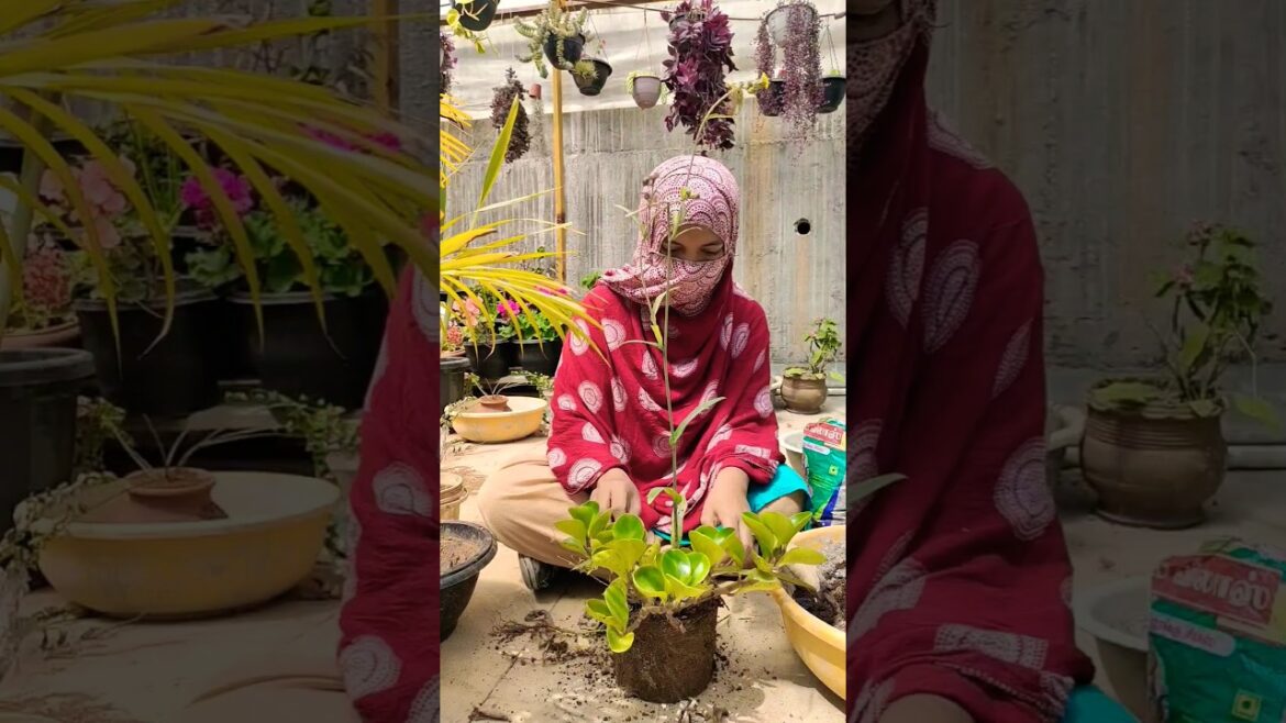 transferring my rubber plant from an ugly pot#gardening#gardening tips#flowers