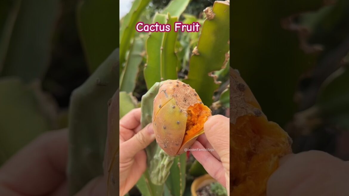 Edible Cacti Fruit 😱😨 #shorts #fruit #satisfying #fruitcutting #enjoy #food Edible Cacti Fruit 😱😨 #shorts #fruit #satisfying #fruitcutting #enjoy #food