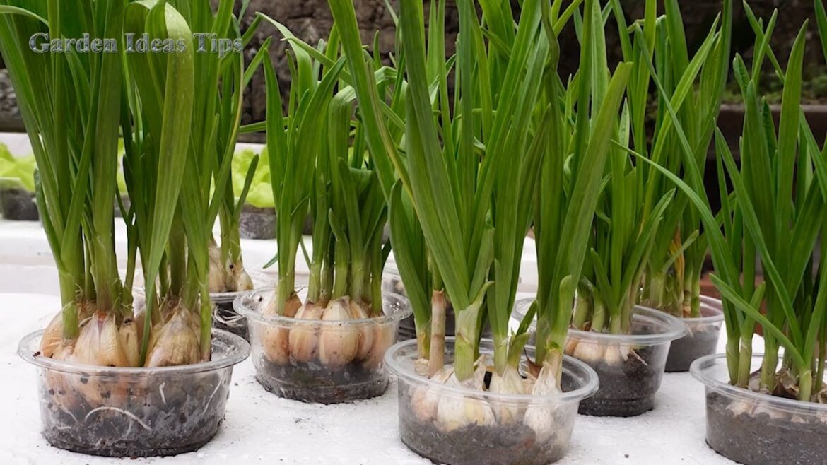 How to Grow Garlic Vegetable Gardening Tips on Balconies & Rooftops for Beginers