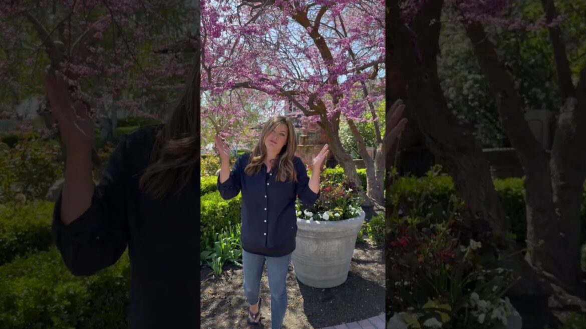 Garden Answer: Eastern Redbud Tree! 🌳 Eastern Redbud Tree! 🌳