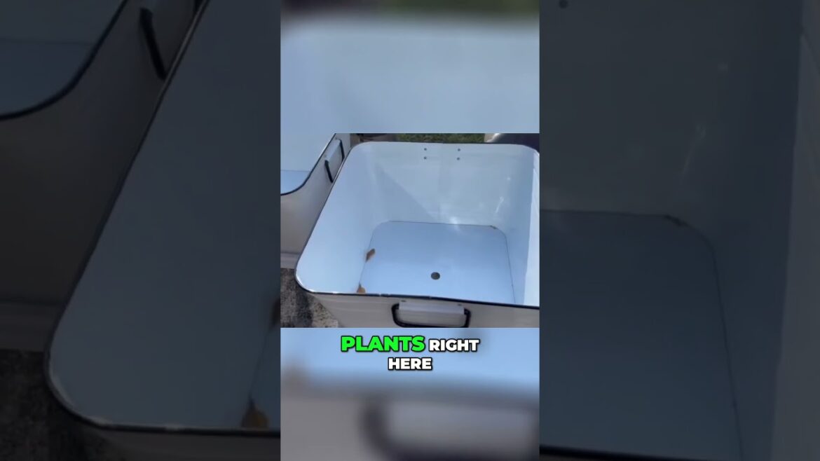 Grow a Thriving Garden in Limited Space  Budget Friendly Containers   Gardening Tips