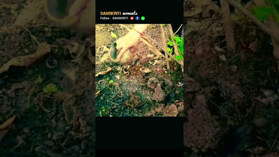 Vegetable Gardening....#sanskriti #shorts #hardwork #gardening