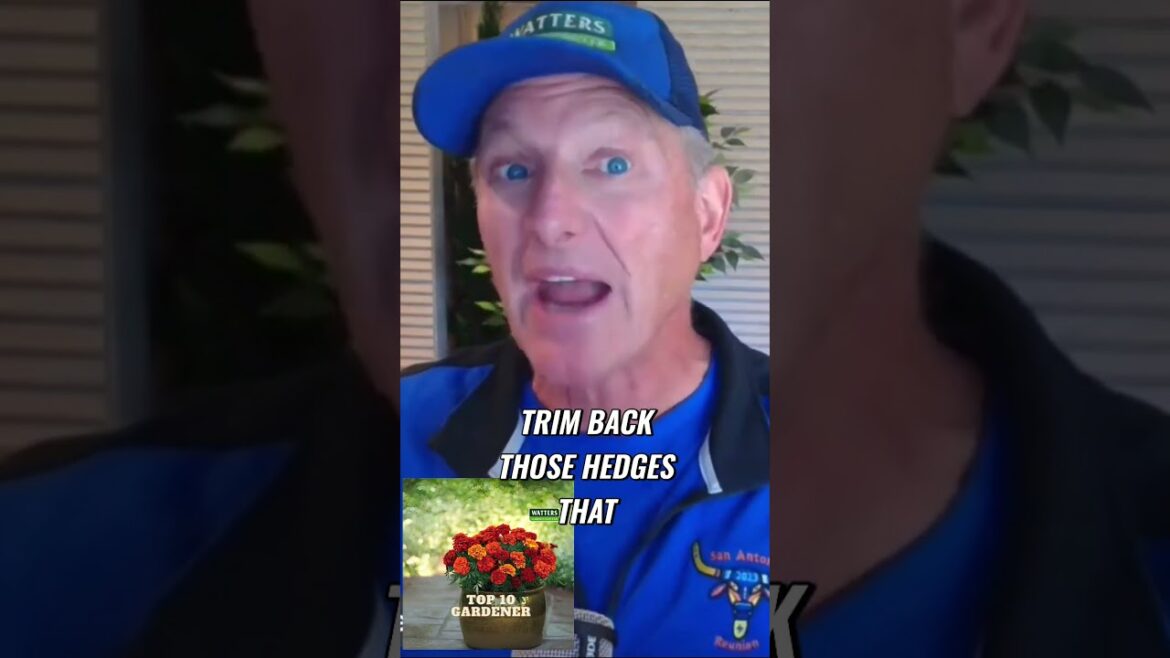 Hide Ugly Neighbors and Create Privacy with a Living Green Fence Hide Ugly Neighbors and Create Privacy with a Living Green Fence