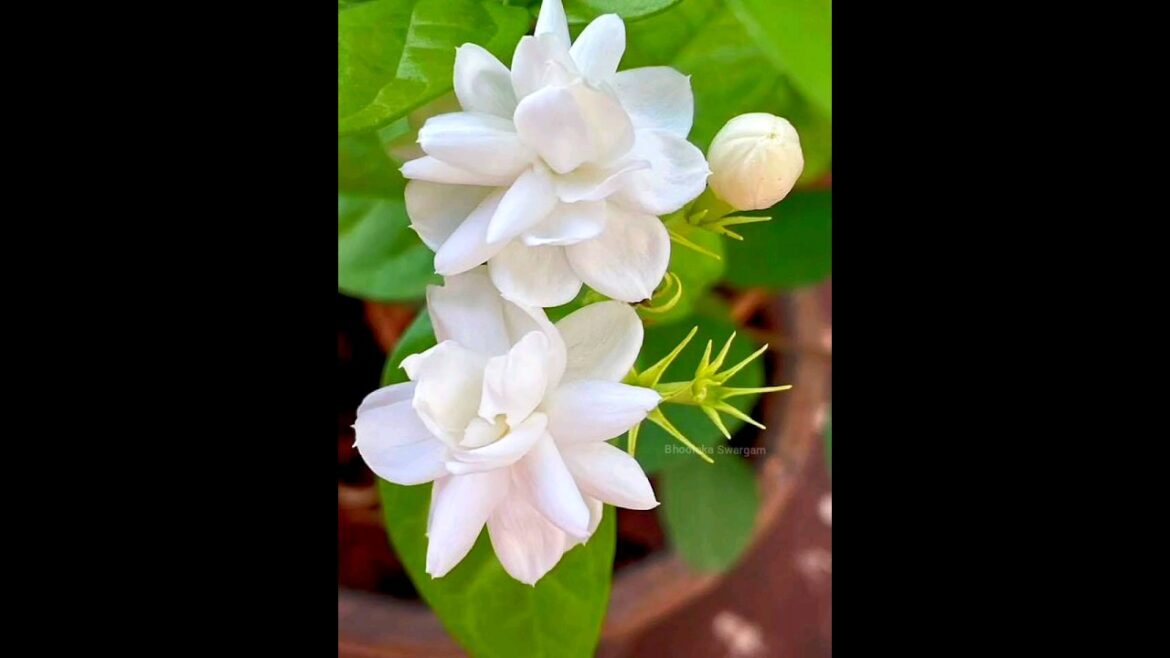 మల్లె పువ్వులుJasmine flowers #jasmine #jasmine plantgrowing tips#mallechettukiekkuvapuvvulu