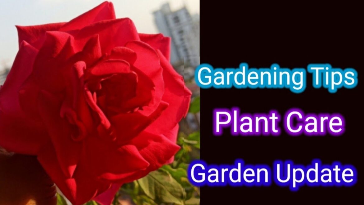 🔴 Gardening Tips| Rose plant growing & care tip|Garden update|Garden Answer|Plant Support#gardening