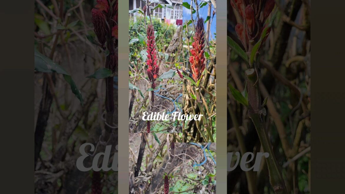 EDIBLE FLOWERS🌺🌺 | #shorts #flowers #plants #food