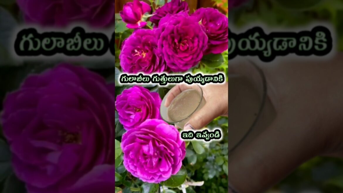 గులాబీలు బాగా పుయ్యడానికి Homemade fertilizer for rose plants - more roses puvvulu baga puyyadaniki
