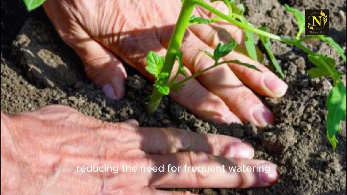 Watering tomato plants properly. #plants #garden #youtubeshorts #youtube #shorts #shortvideo #viral
