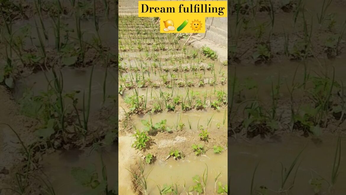 Dream #gardening #gardeningtips #garden #ytshorts #gardeningideas #plants #agriculture #farm